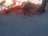 مشروع توزيع لحوم الأضاحي 2019