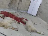 توزيع لحوم ضمن مشروع أجر وعافية