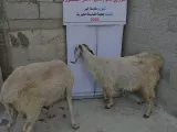 توزيع لحوم ضمن مشروع أجر وعافية